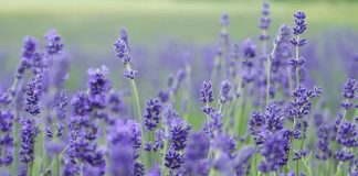 Parece Europa, pero está en Tamaulipas: el campo de lavanda que sorprende en Altamira