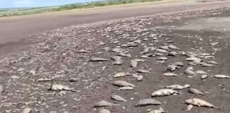 Apertura de compuerta en Durango provoca muerte de miles de peces en Zacatecas