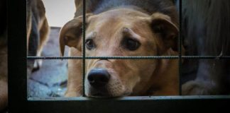 Maltrato animal en Tamaulipas puede llevarte hasta 6 años a prisión