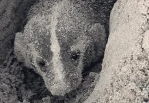 Conibio Global, A.C. documenta la presencia de un tejón americano en Playa Bagdad