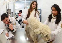 UNAM alcanza lugar 41 mundial en Ciencias Veterinarias, según ranking