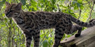 ¡Sorpresa felina! Descubren una nueva especie de gato, la primera en más de 100 años