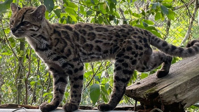 nueva-especie-de-gato-112452