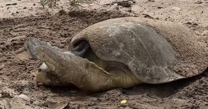 TORTUGA