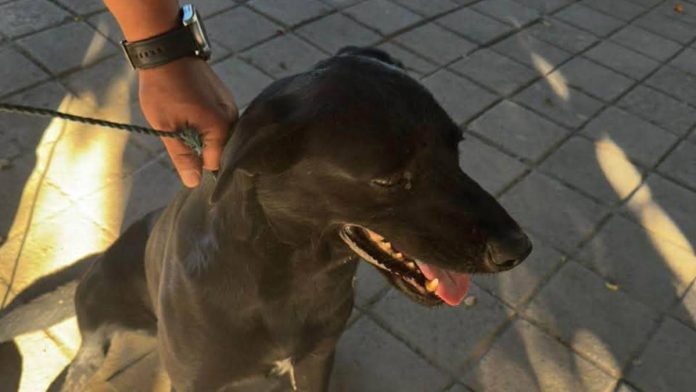 ubican-segundo-perro-agredido-agua-hirviendo-michoacan-100551