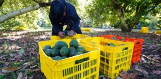 Más que tamales, tomate y picante: Así contribuye México a la alimentación de EE. UU.