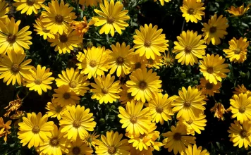 Flores amarillas: ¿21 de marzo o 21 de septiembre? Esta es la diferencia