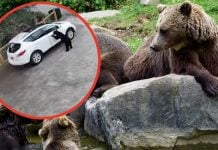 Osa abre la puerta de un auto y se lleva un pan