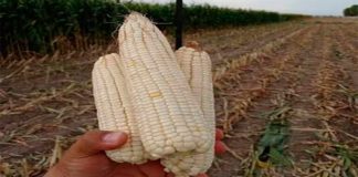 El Niño elevaría hasta 29% el precio del frijol y 21% el del maíz en 2027