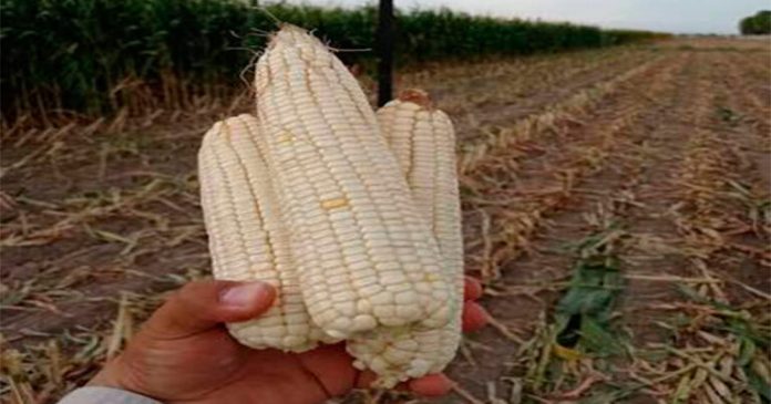 Y AGRICULTURA