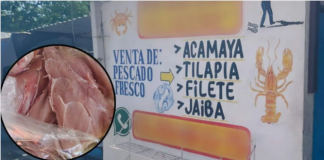 Vendían carne de cocodrilo en Tampico; Profepa clausuró el negocio