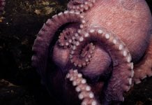 “Primo, me estaba ahogando”: Pescador pelea por quitarse un pulpo de la cara