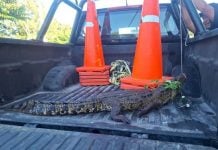 Lagarto de casi dos metros ingresa a predio e intenta atacar a un hombre en Yucatán