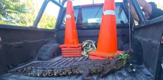 Lagarto de casi dos metros ingresa a predio e intenta atacar a un hombre en Yucatán