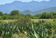 Mezcal tamaulipeco busca salir al mundo
