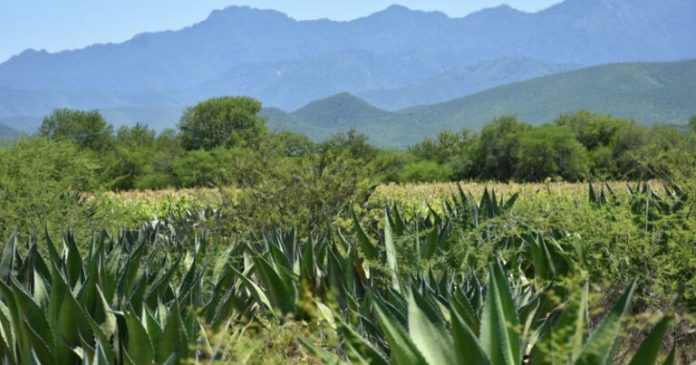 Y MEZCAL