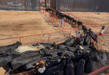 Chihuahua reabre frontera con EE.UU. para exportación de ganado tras casi 2 años de cierre