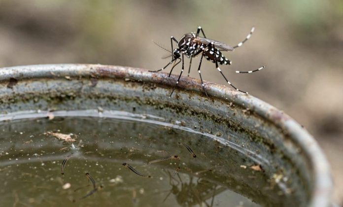 dengue-mosquito-1