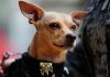 Comando, el chihuahua que sorprende como recluta de la Guardia Nacional