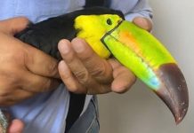 Asegura Profepa dos tucanes en el Aeropuerto de Chihuahua