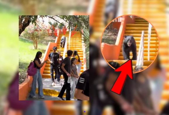 VIDEO-Oso-sorprende-a-estudiantes-de-la-Facultad-de-Comunicación-30-09-2026_06_26_PM