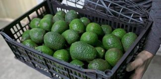 Conoce el nuevo requisito para la exportación del aguacate mexicano