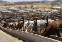 La ironía del GBG: Tamaulipas tiene menos casos y sigue sin exportar