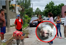 Matan a perrito con arma blanca; agresora podría ir a prisión
