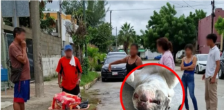 Matan a perrito con arma blanca; agresora podría ir a prisión