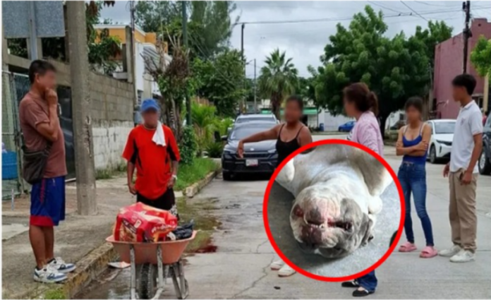 Matan a perrito con arma blanca; agresora podría ir a prisión