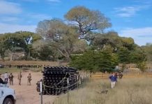 Derriban árbol de 250 años para avanzar con muro entre Sonora y Arizona