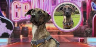 Él es ‘Tlacoyo’, el perrito rescatado de la calle que conquista en La Granja VIP: “Mi granjero favorito”