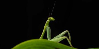 Comedy Wildlife Awards 2026: desde dos osos “bromeando” hasta una mantis “posando”, conoce a los finalistas