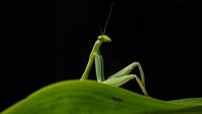comedy-wildlife-photography-awards-2026-112734
