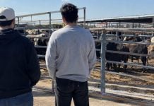 Ganadería de Tamaulipas busca jóvenes para evitar un campo sin relevo
