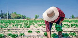 Taylor Farms suspenderá cosecha de lechuga procedente de México