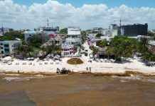 Nuevo recale de sargazo golpea las playas de Tulum; persisten afectaciones