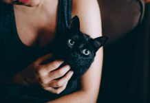 Ni Halloween ni Día de Muertos: frenan adopciones de gatos en estas ciudades para protegerlos de rituales