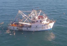 Gobierno de Sheinbaum borra 86% de la zona de protección de la vaquita marina en Baja California