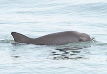 Semarnat reduce zona protegida de la vaquita marina en el Golfo de California