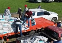 Entregan más de 600 toneladas de fertilizante a citricultores de Tamaulipas