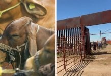 Suspenden exportación de ganado de Sonora a EE. UU. por sospecha de fiebre aftosa