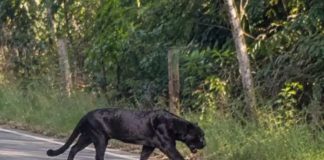 ¿Pantera negra en Veracruz? Captan misterioso felino cruzando la carretera Naranjos-Tampico