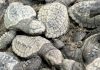 Nacen 98 tortugas de huevos rescatados de la extracción ilegal en Nayarit