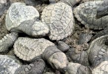 Nacen 98 tortugas de huevos rescatados de la extracción ilegal en Nayarit