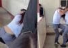 VIDEO: Alumnas del CETIS 22 protagonizan brutal pelea en Tampico, Tamaulipas