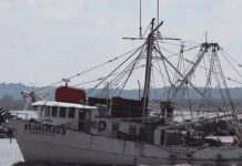 Regresan barcos camaroneros con más pesca que el año pasado, pero la venta de camarón ha bajado