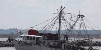 Regresan barcos camaroneros con más pesca que el año pasado, pero la venta de camarón ha bajado