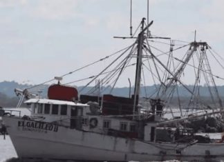 Regresan barcos camaroneros con más pesca que el año pasado, pero la venta de camarón ha bajado