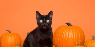 Piden frenar adopción de gatos por Halloween